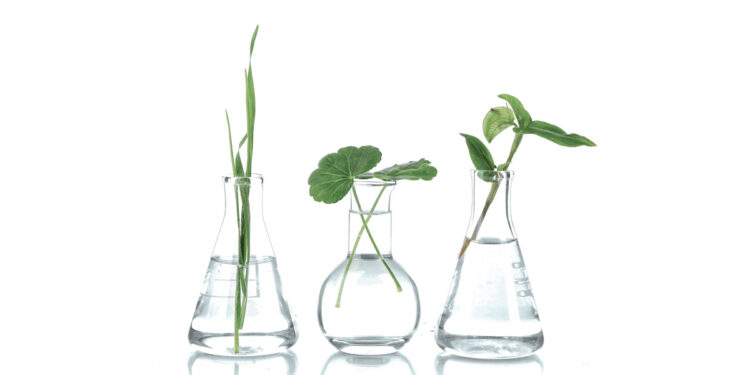 LANXESS Flavors & Fragrances: Sustainable alternative for every product by the end of 2023