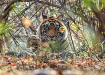 Beyond Ranthambore: Madhya Pradesh’s Quiet Wildlife Tourism Boom